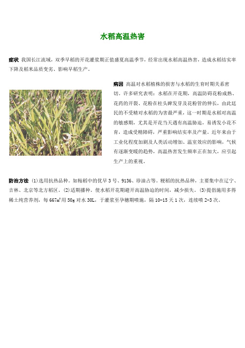 水稻高温热害