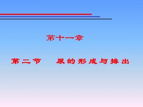 【初中生物】尿的形成与排出PPT课件