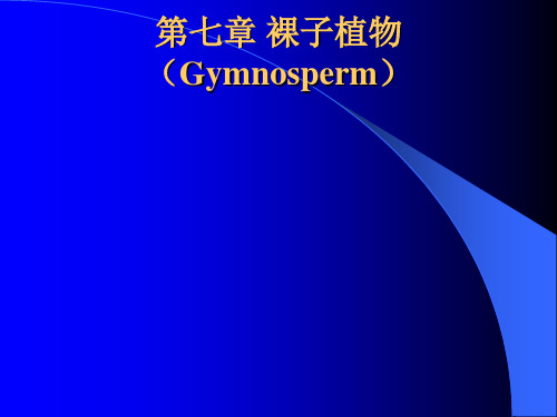 裸子植物分类