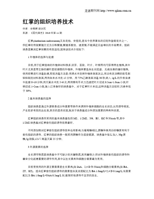 红掌的组织培养技术