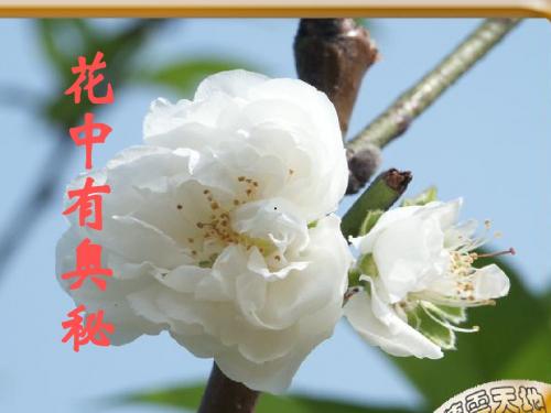 【初中生物】被子植物的有性生殖PPT课件1