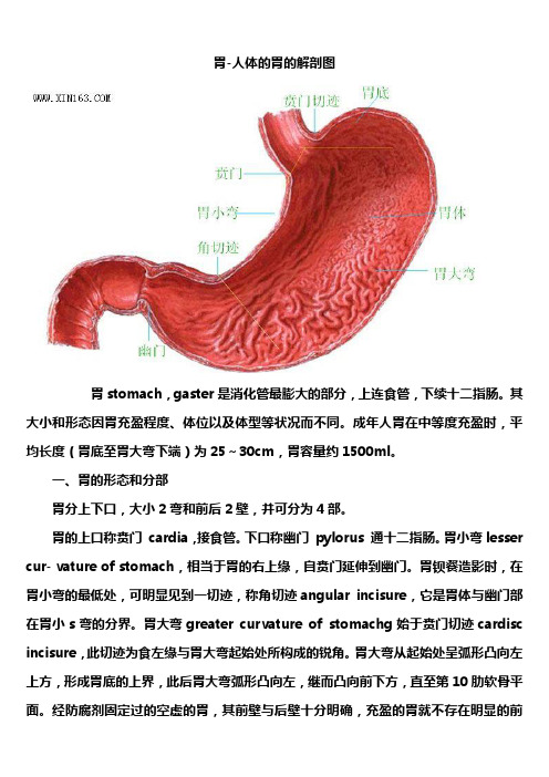 胃-人体的胃的解剖图