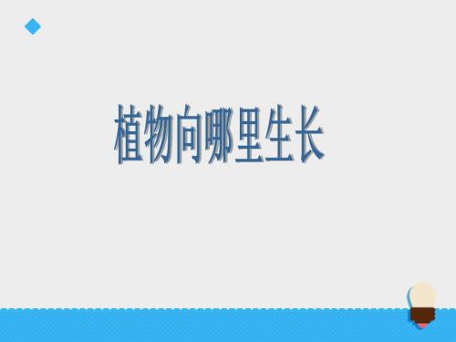 六年级上册科学课件-第五单元 生物和环境 22.植物向哪里长_青岛版 -PPT文档资料