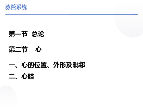 人体解剖学之脉管系统