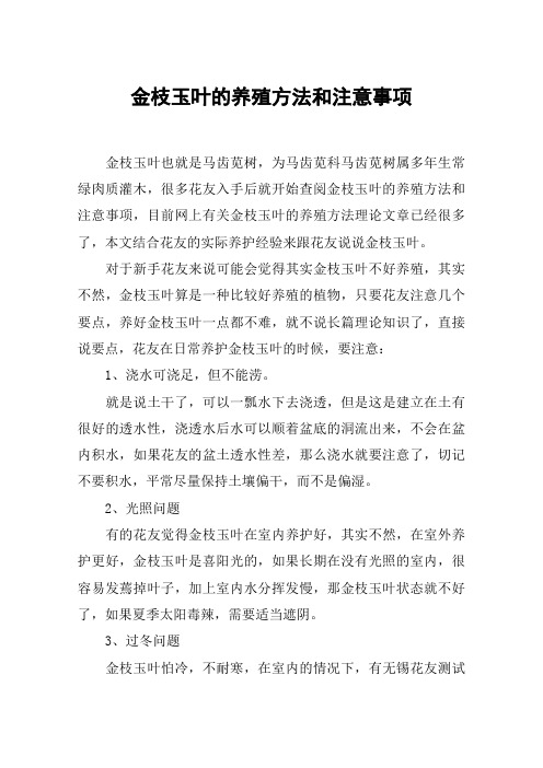 金枝玉叶的养殖方法和注意事项