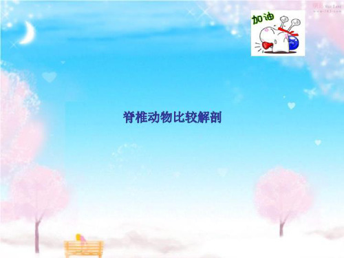 脊椎动物比较解剖