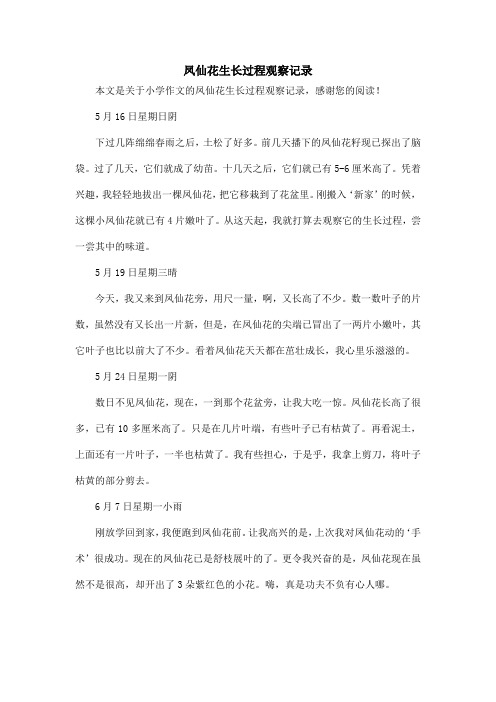凤仙花生长过程观察记录_小学作文
