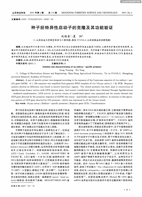 种子胚特异性启动子的克隆及其功能验证