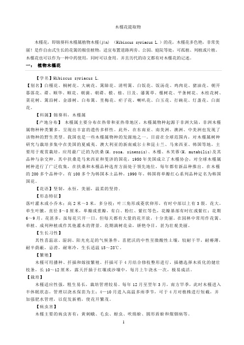 木槿花提功效