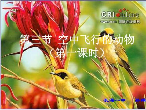 【初中生物】空中飞行的动物PPT课件1