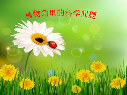植物角里的科学