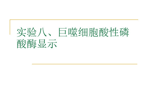 实验八、巨噬细胞酸性磷酸酶显示资料讲解