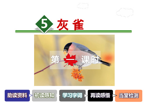 人教新课标三年级语文上册第2单元《5.灰雀》第1课时课件