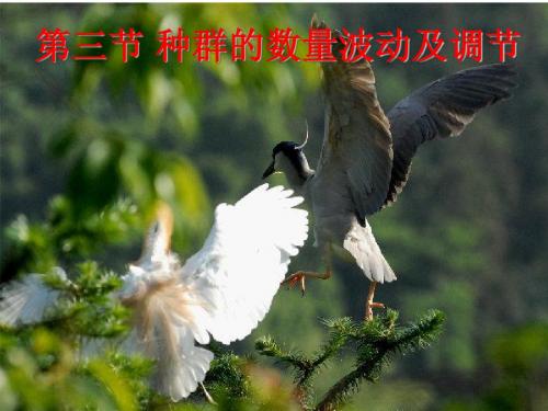 种群的数量波动及调节 PPT课件 浙教版