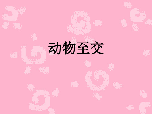 动物至交