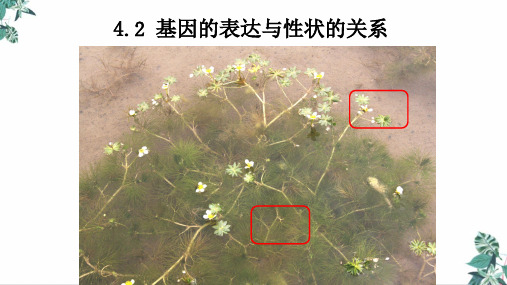 基因表达与性状的关系人教高中生物必修二公开课PPT(23张)