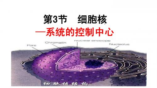 3. 细胞核