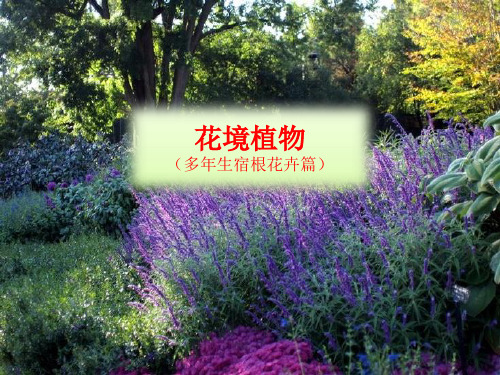 花境(多年生宿根花卉)资料.