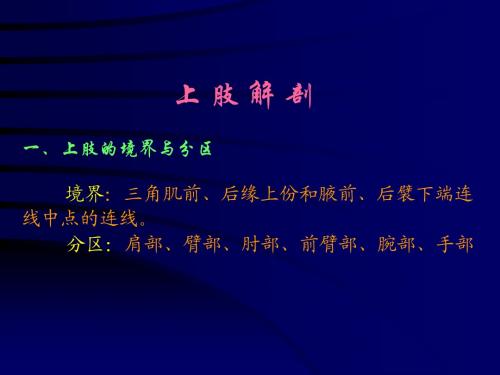 (简)上肢
