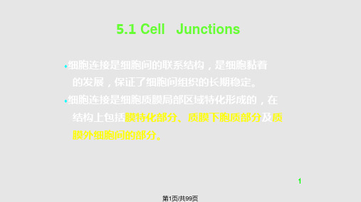 细胞连接与细胞通讯PPT课件