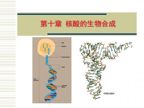 第十章核酸生物合成