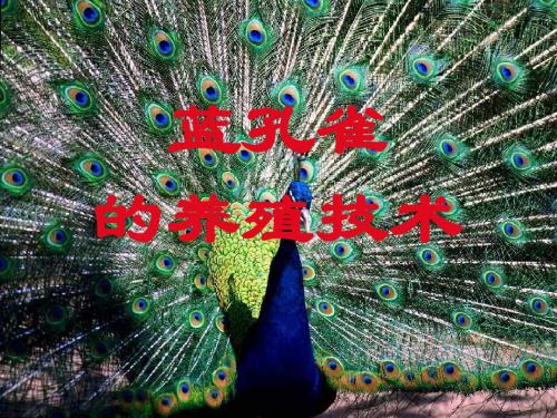 蓝孔雀的养殖技术