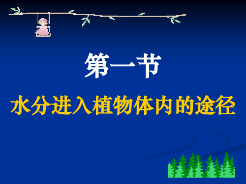 鲁科版生物六年级下册3.3.1《水分进入植物体内的途径》课件3 (共26张PPT)