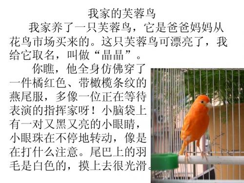 我家的芙蓉鸟 我家养了一只芙蓉鸟,它是爸爸妈妈从花鸟市场