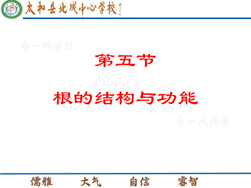 初中生物  根的结构与功能4 济南版精品课件