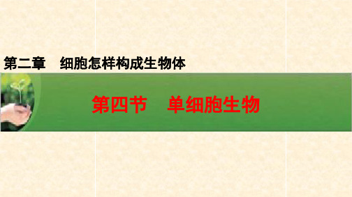 人教版七年级生物上册第二单元第二章教学课件：2.2.4单细胞生物 (共20张PPT)