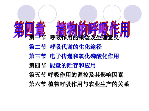 第四章 呼吸作用