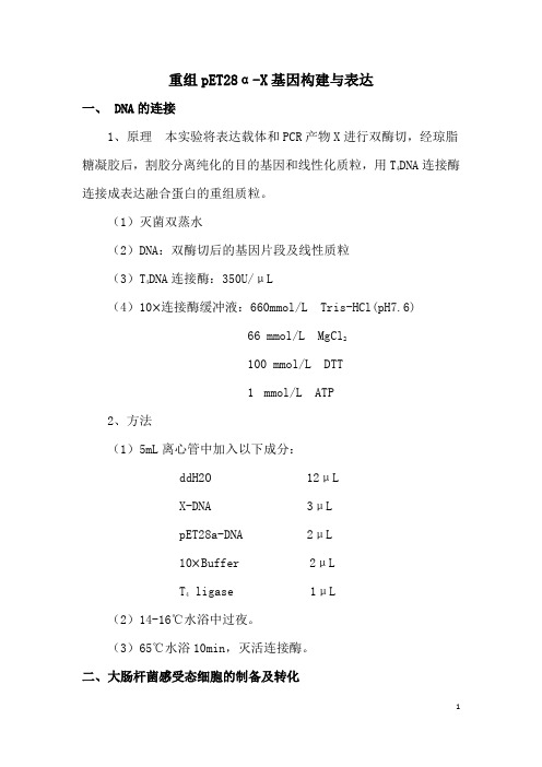 重组pET28α-X基因构建与表达实验