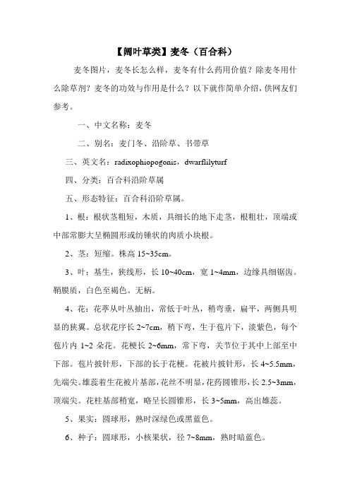 【阔叶草类】麦冬(百合科)