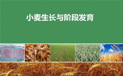 小麦生长与阶段发育ppt课件