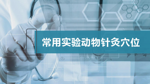 常用实验动物针灸穴位