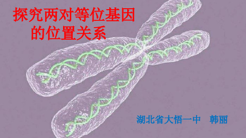 探寻两对基因位置关系