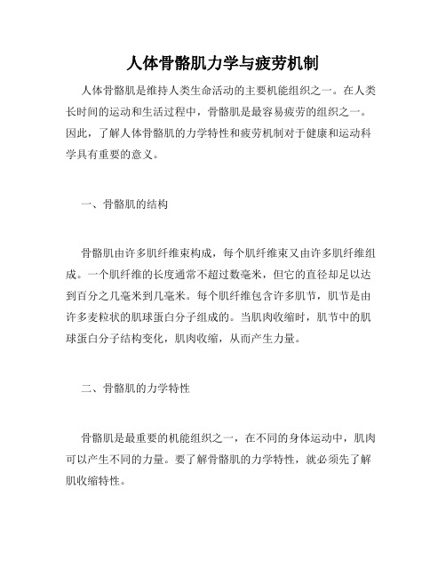 人体骨骼肌力学与疲劳机制
