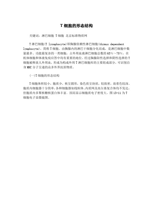 T细胞的形态结构