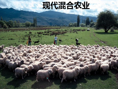 澳大利亚的混合农业15608PPT课件