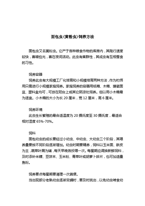面包虫(黄粉虫)钓鱼效果好及饲养方法-鱼饵技巧-2021-03-21 
