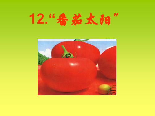 四年级下册语文优秀课件-课文12《番茄太阳》苏教版 (共22张PPT)