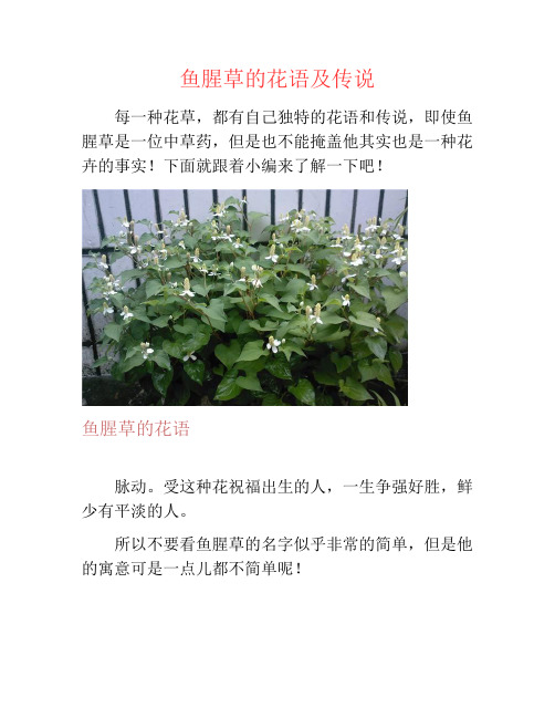 鱼腥草的花语及传说