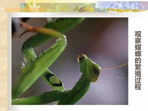 2019教育苏科版初中生物八上第七单元20.1《动物的生殖》 课件 (共41张PPT)精品英语