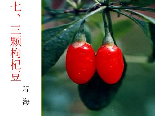 三颗枸杞豆 (2)