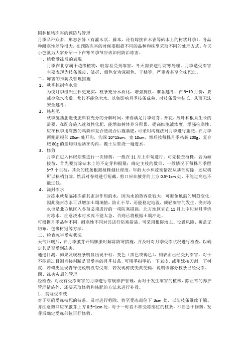 在严寒冬季,月季应该如何预防冻害？
