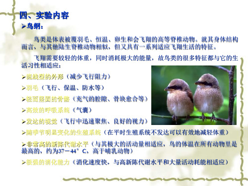 试验九鸟类Aves——家鸽的解剖