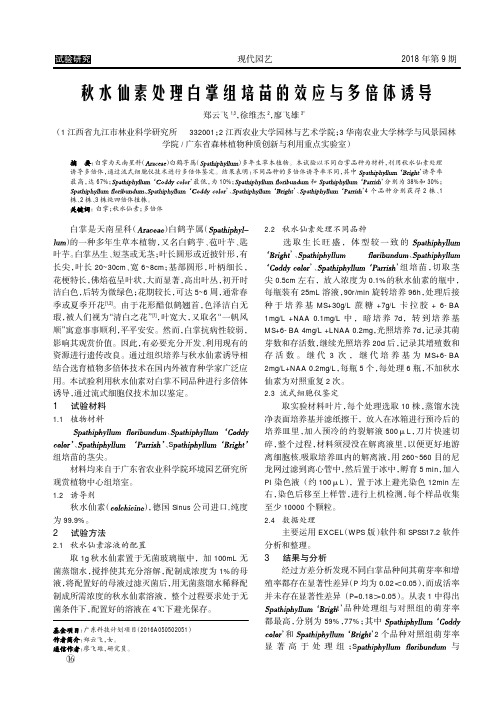 秋水仙素处理白掌组培苗的效应与多倍体诱导
