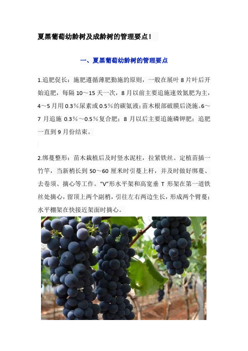 夏黑葡萄幼龄树及成龄树的管理要点
