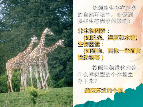 生物对环境的适应和影响PPT课件5 人教版