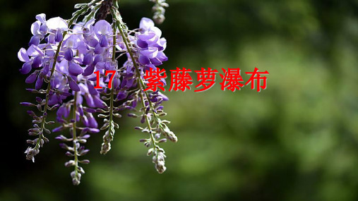 七下语文17紫藤萝瀑布思考探究